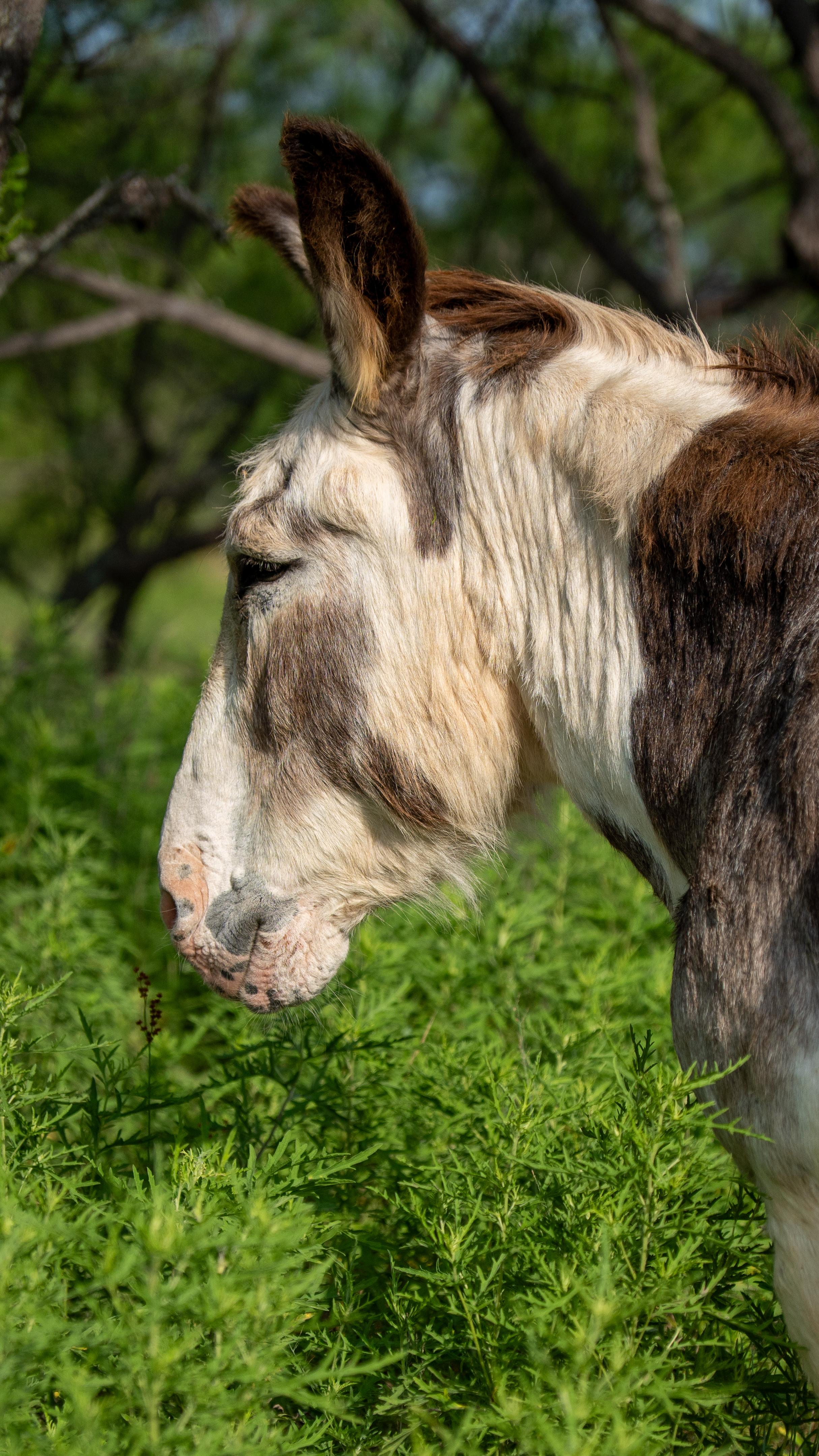 Harry, the steady full-size donkey at Bee Creek Farm