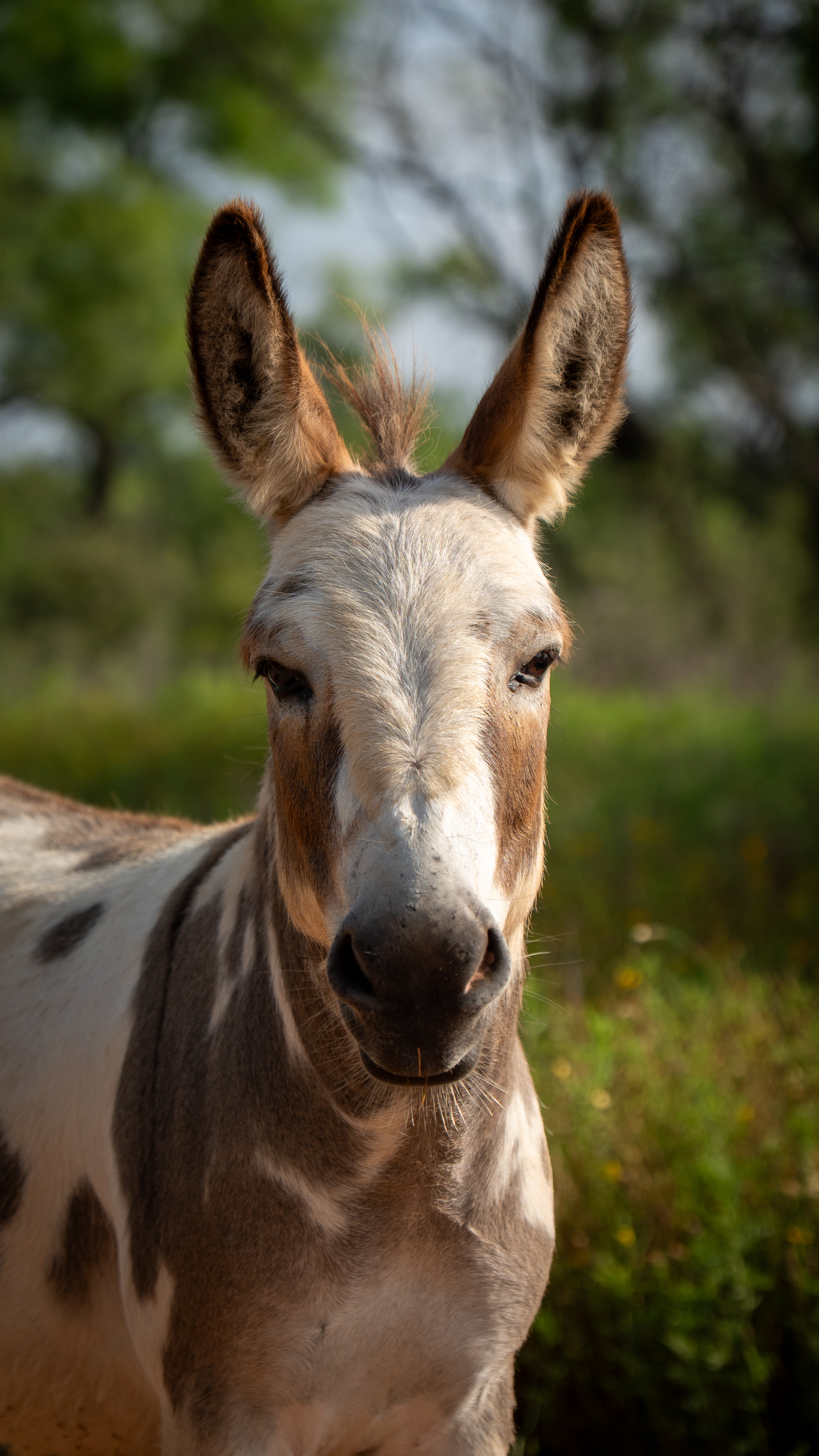 Rocky, the spotted mini donkey at Bee Creek Farm