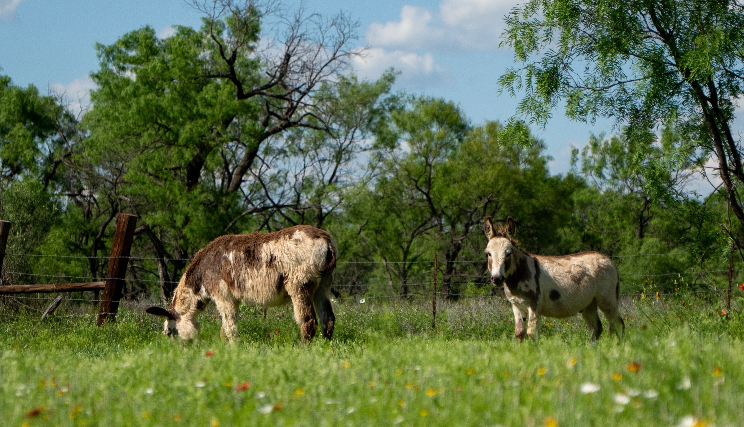Rocky, the smaller donkey at Bee Creek Farm