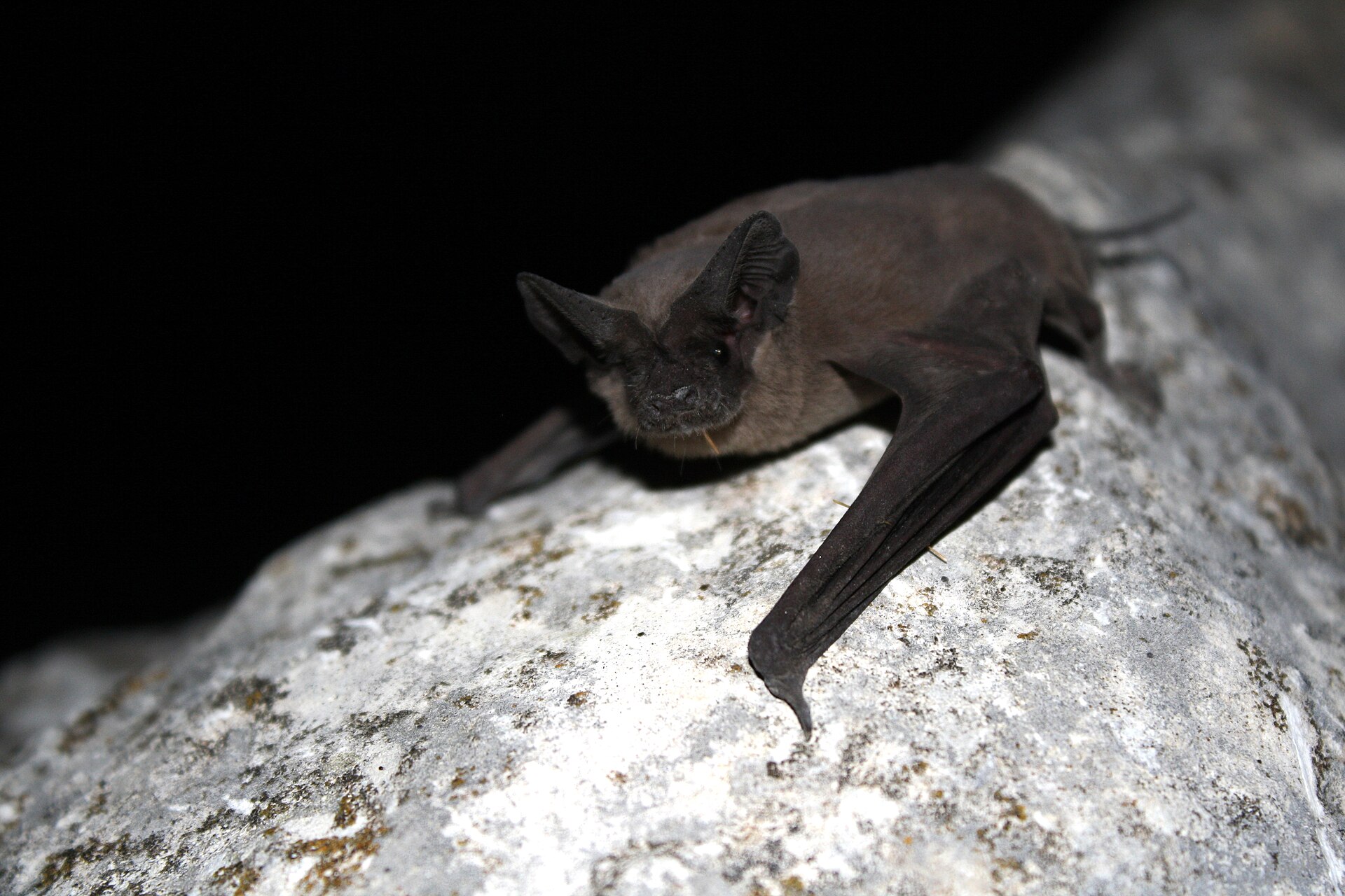 Mexican free-tailed bats emerging at dusk