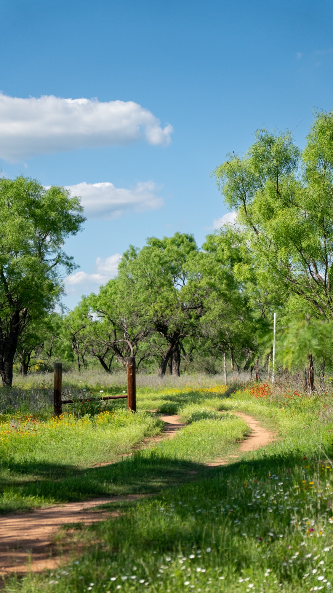 Bend in the dirt road through the spring wildflowers