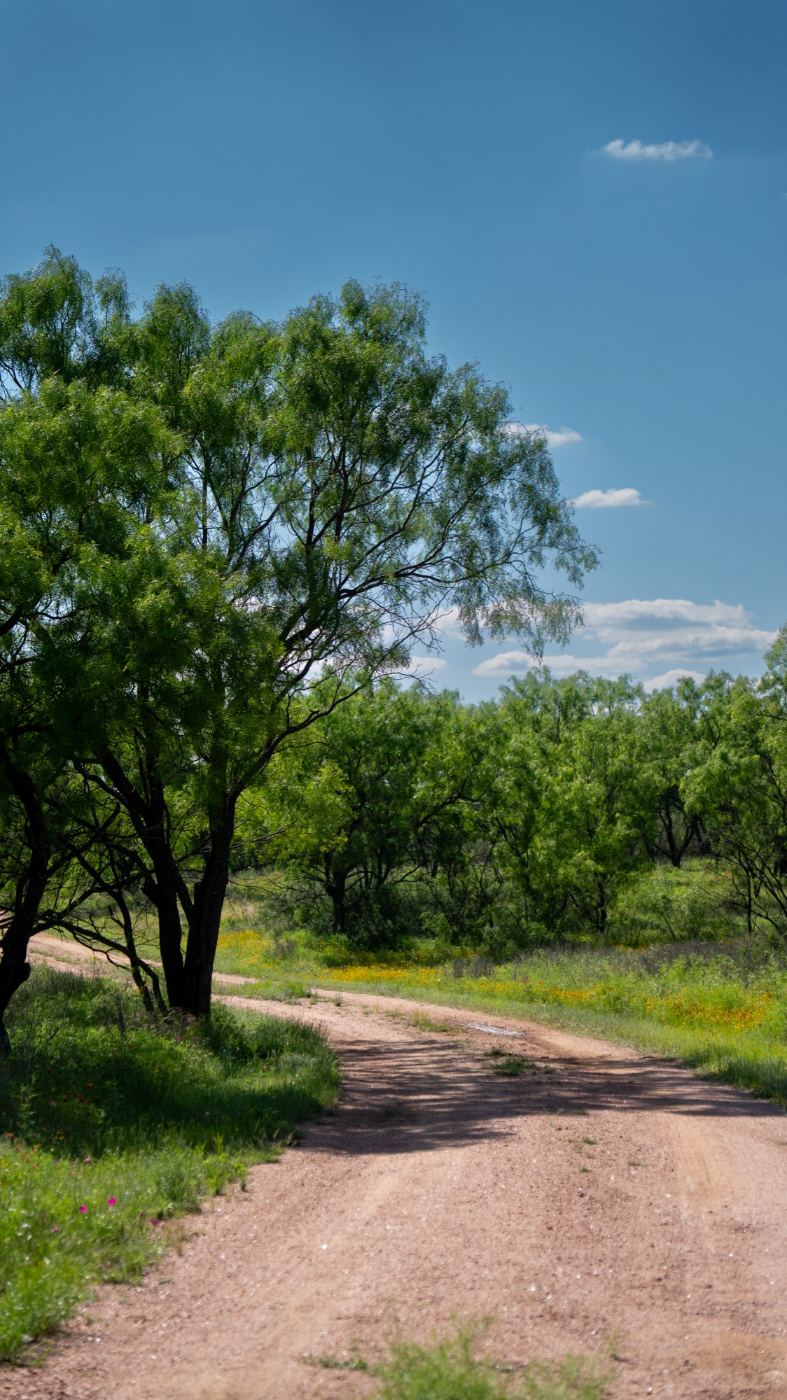 Dirt road winding under mesquite trees